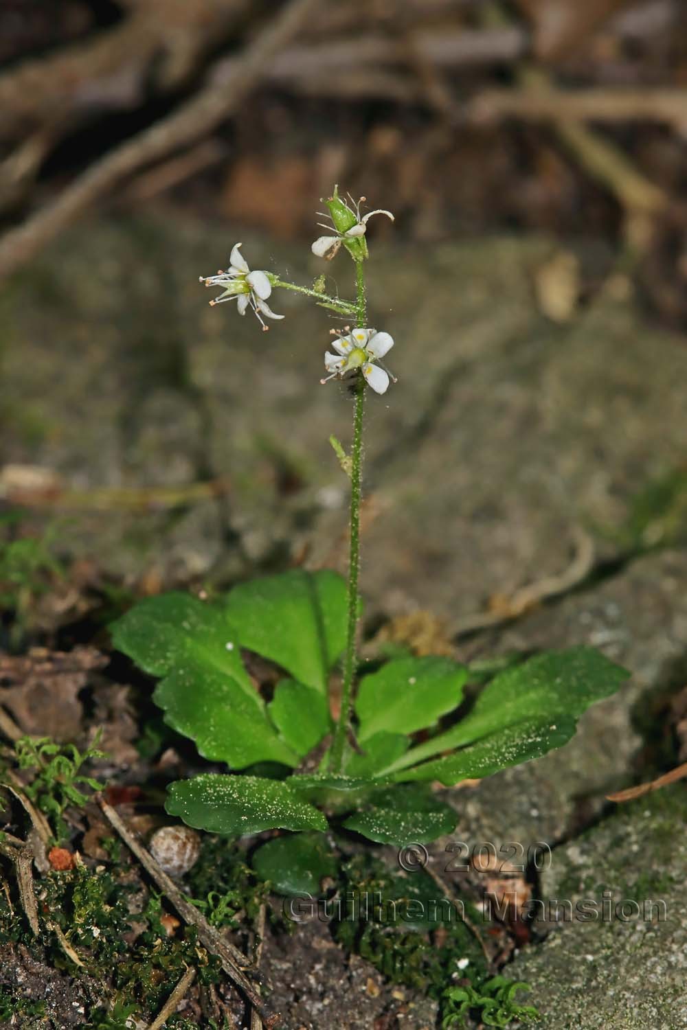 Saxifraga cuneifolia