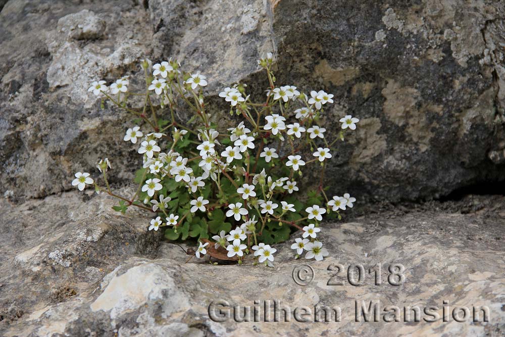 Saxifraga dichotoma