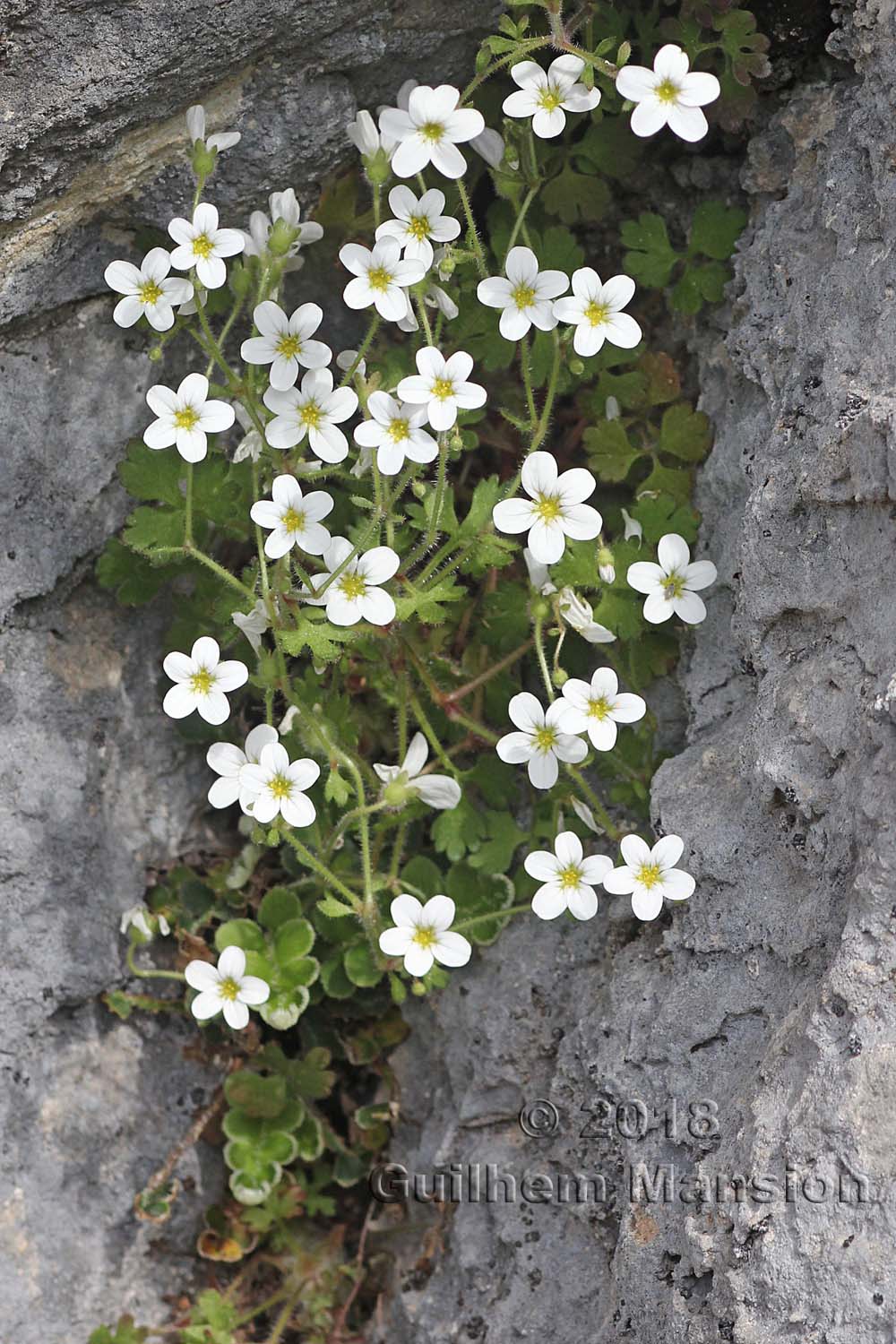 Saxifraga dichotoma