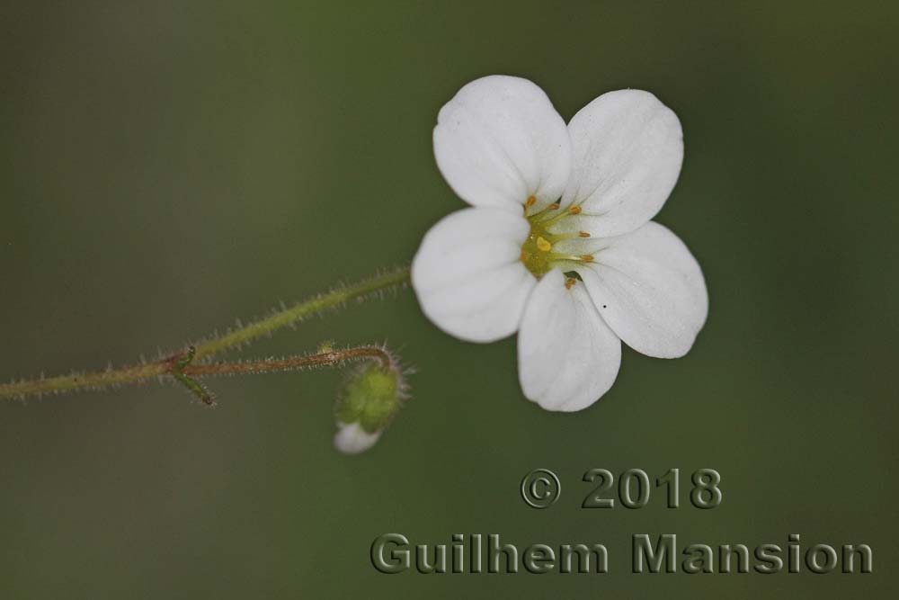 Saxifraga dichotoma