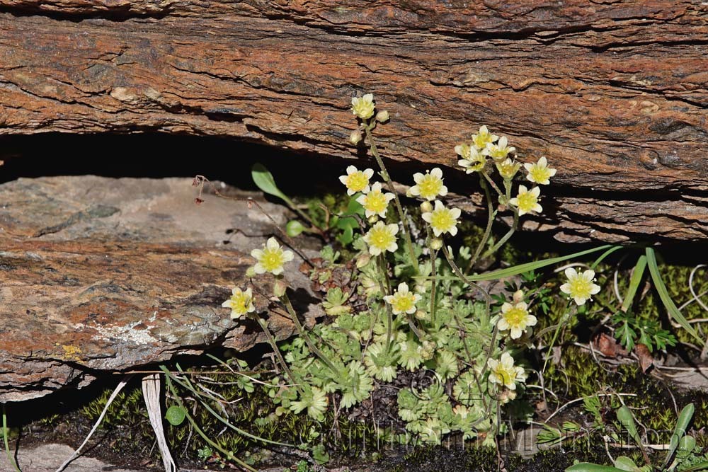 Saxifraga exarata