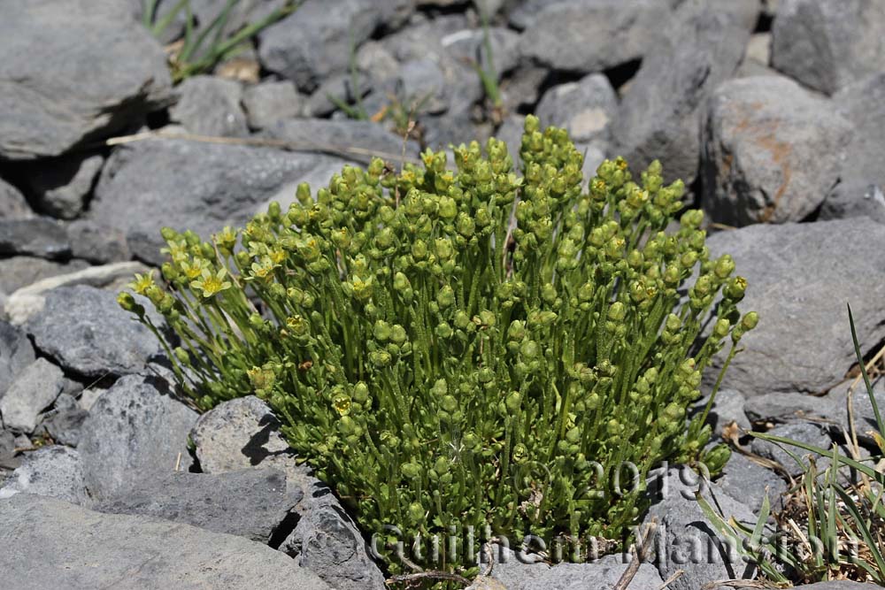 Saxifraga exarata