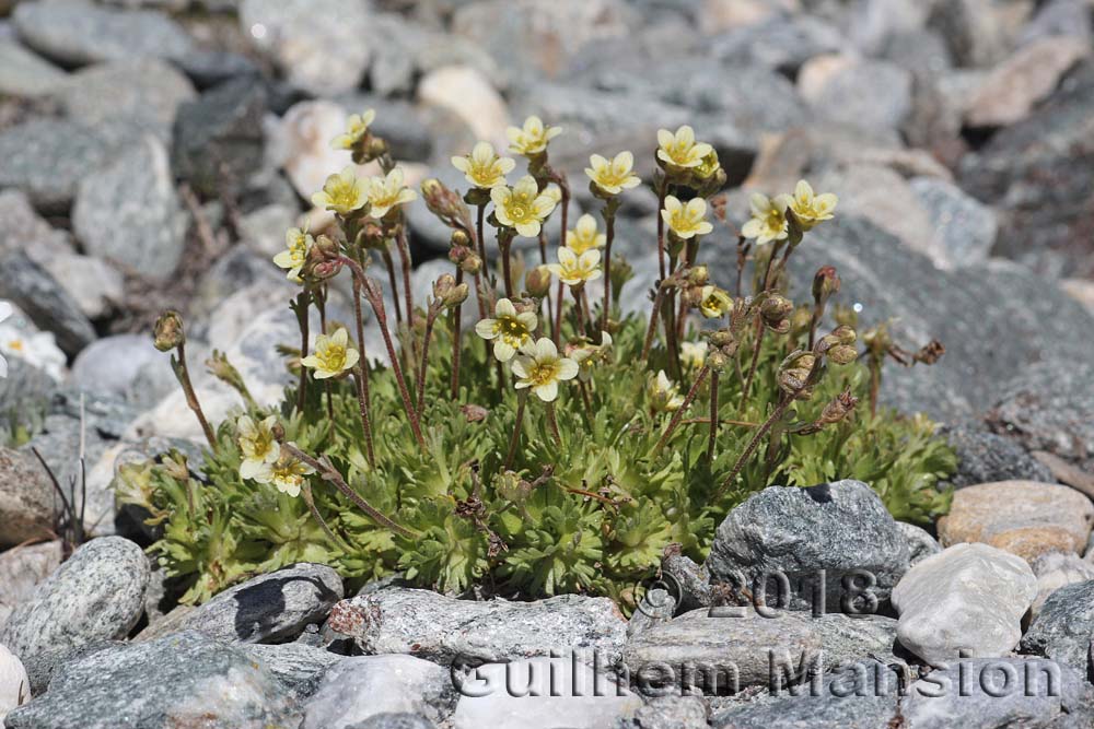 Saxifraga exarata