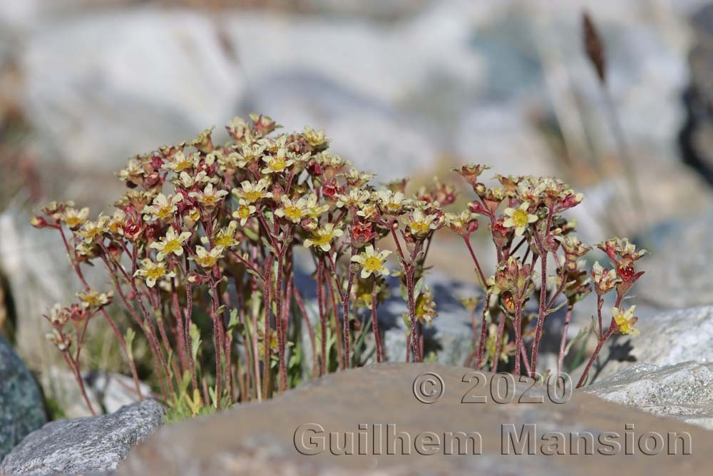 Saxifraga exarata