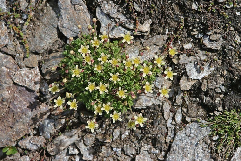 Saxifraga exarata subsp. moschata