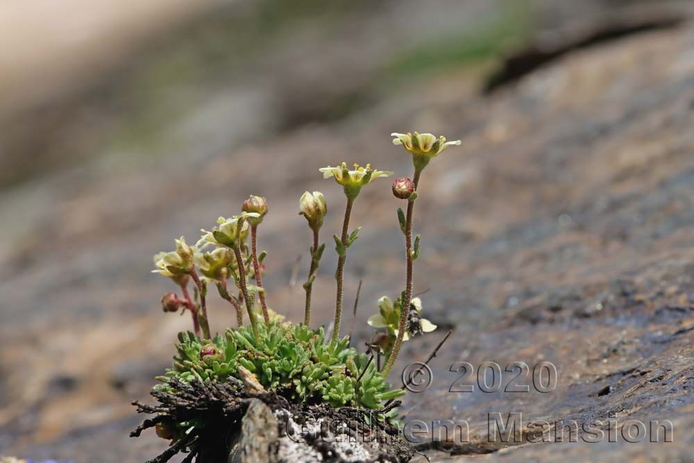 Saxifraga exarata subsp. moschata