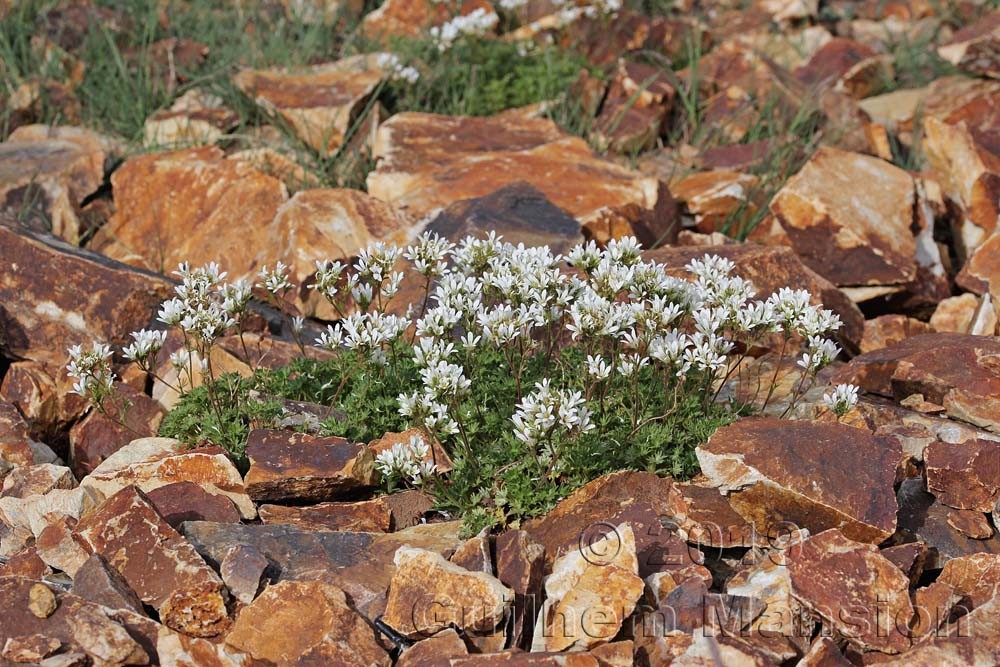 Saxifraga geranioides