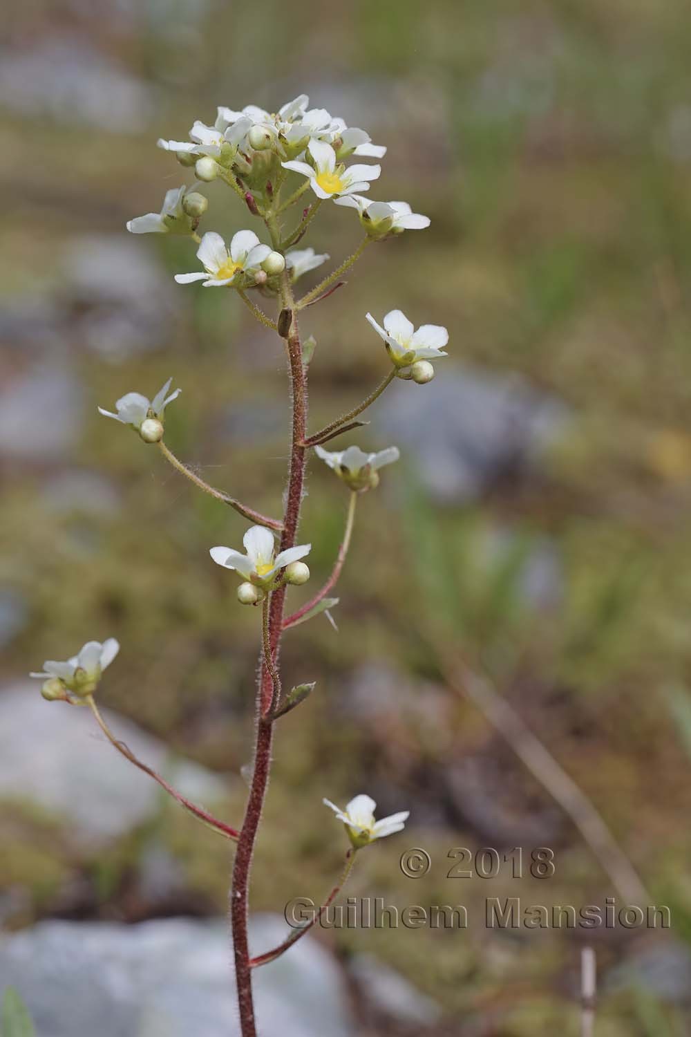 Saxifraga paniculata