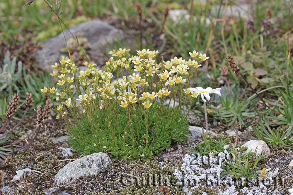 Saxifraga exarata subsp. moschata