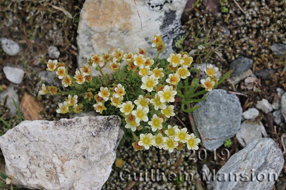 Saxifraga exarata subsp. moschata