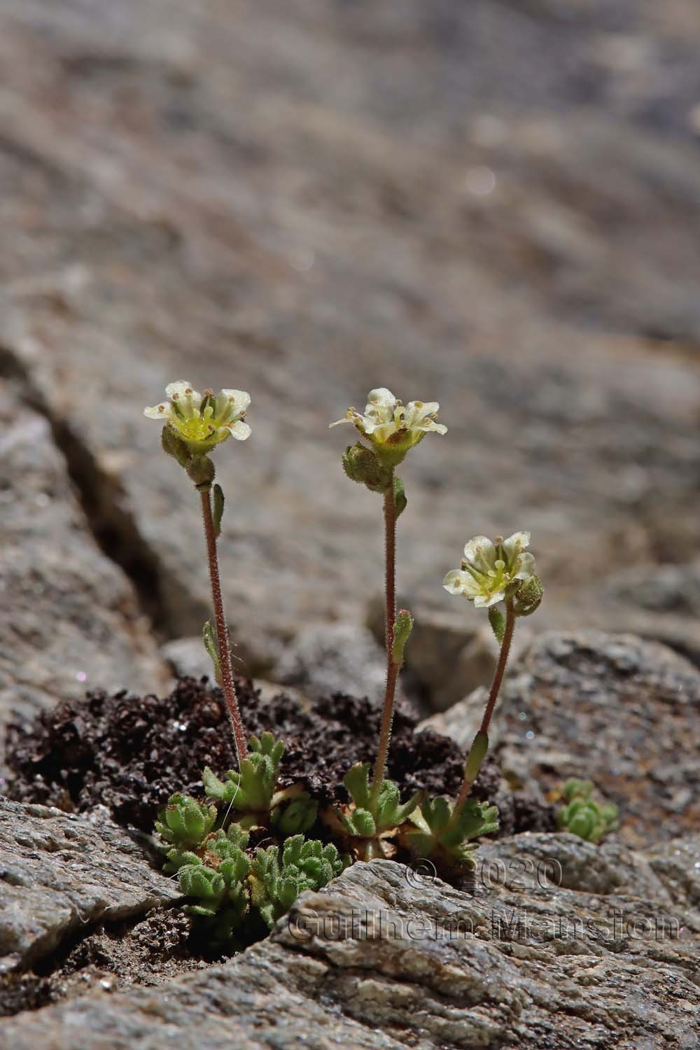 Saxifraga muscoides