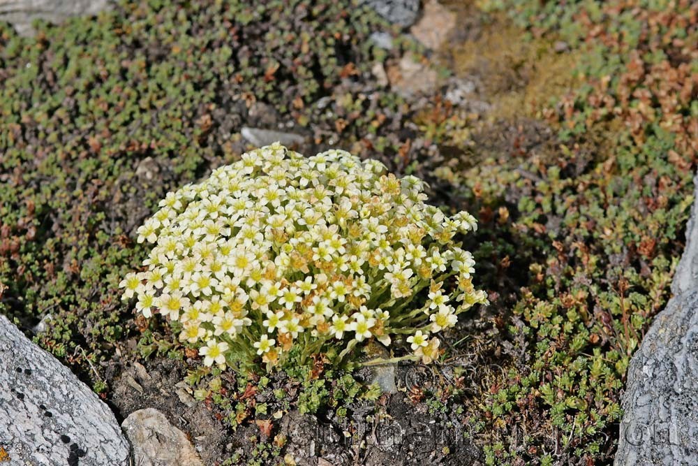 Saxifraga muscoides