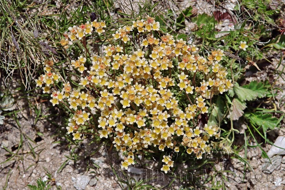 Saxifraga muscoides