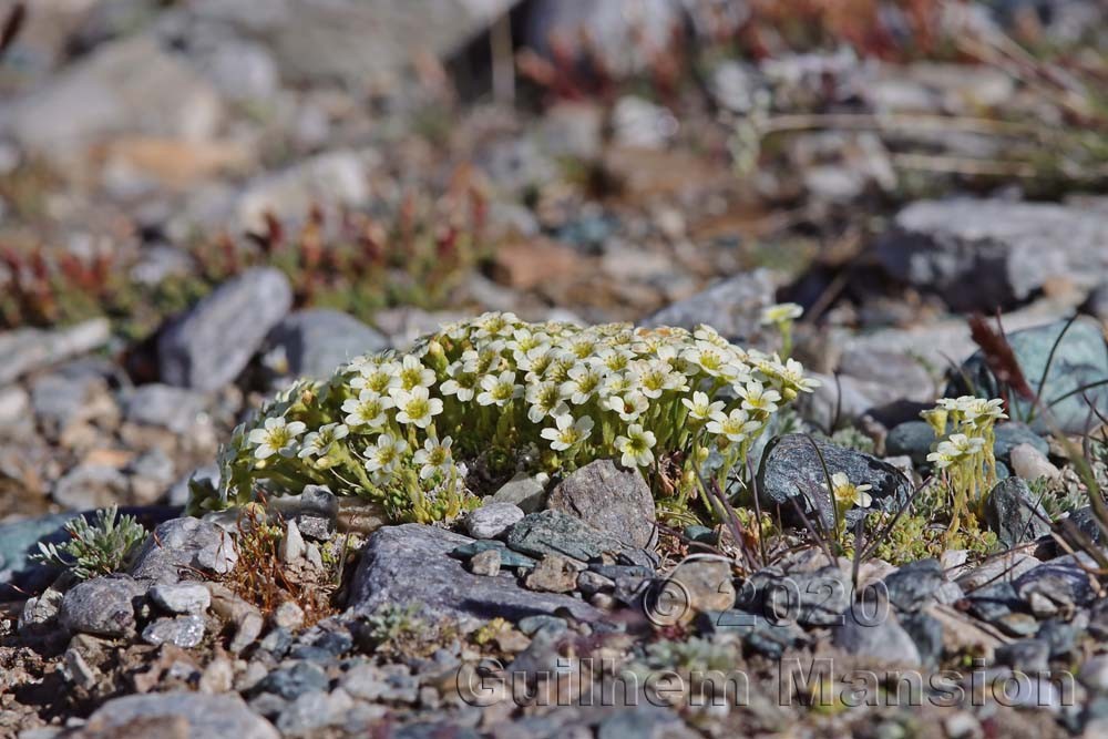 Saxifraga muscoides