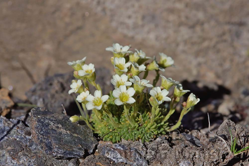 Saxifraga muscoides