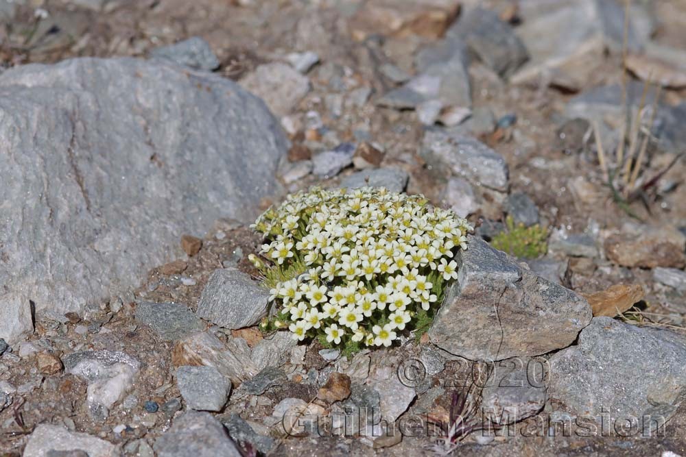 Saxifraga muscoides