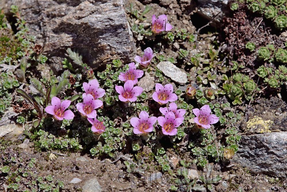 Saxifraga oppositifolia