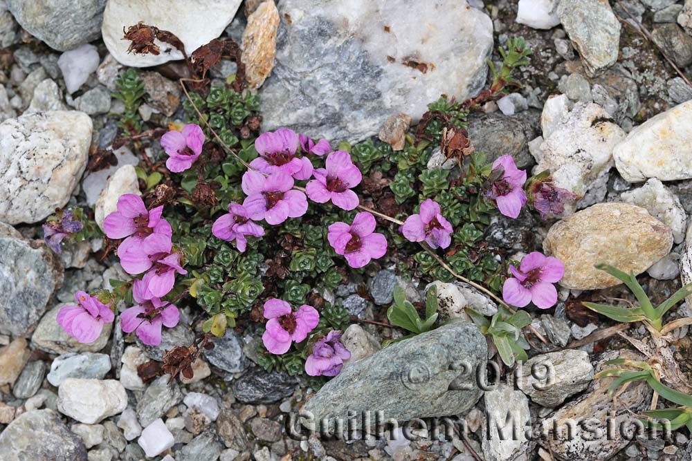 Saxifraga oppositifolia