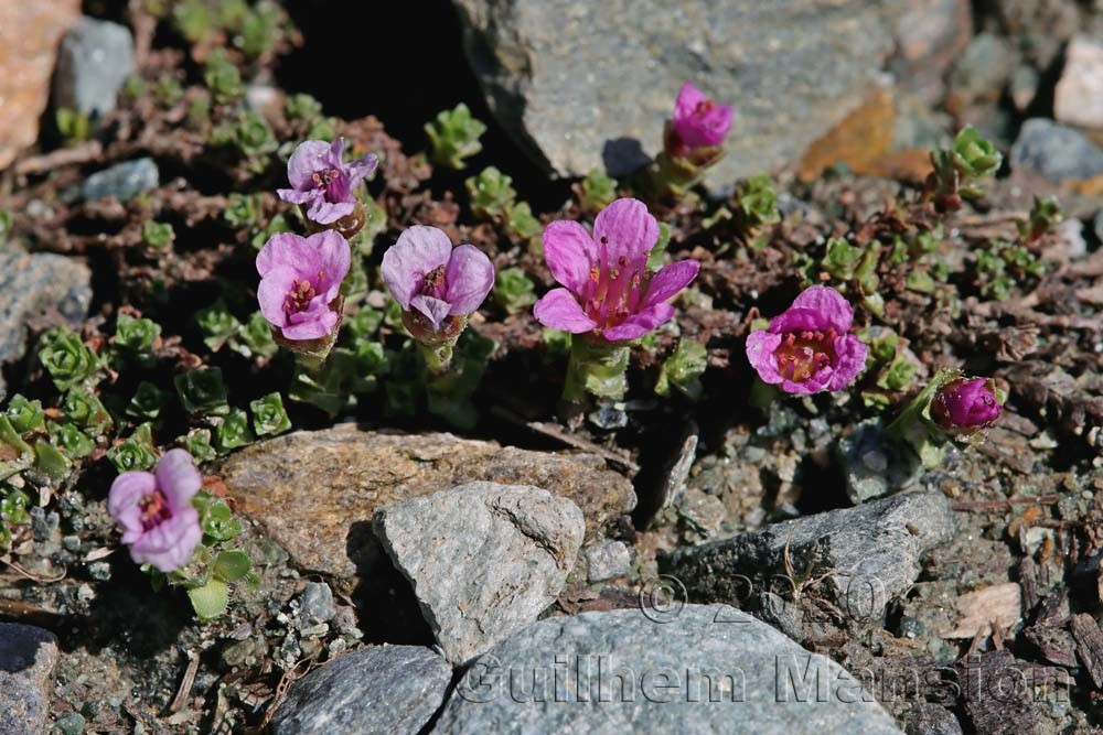 Saxifraga oppositifolia