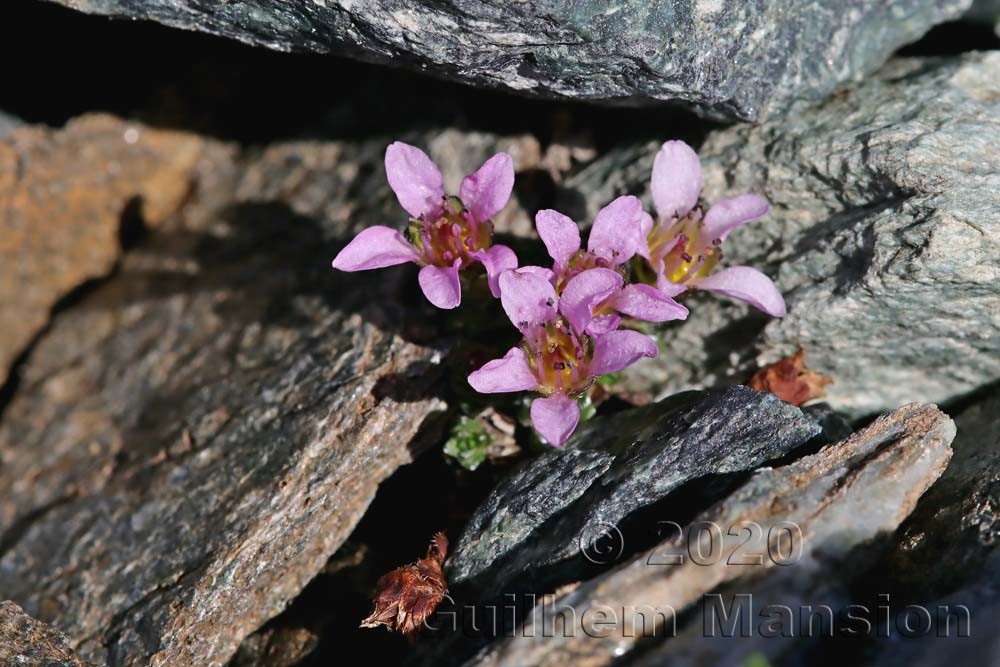 Saxifraga oppositifolia