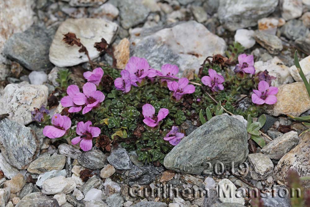 Saxifraga oppositifolia