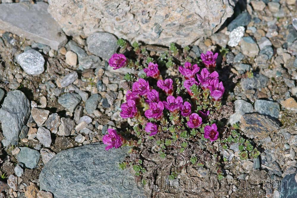 Saxifraga oppositifolia