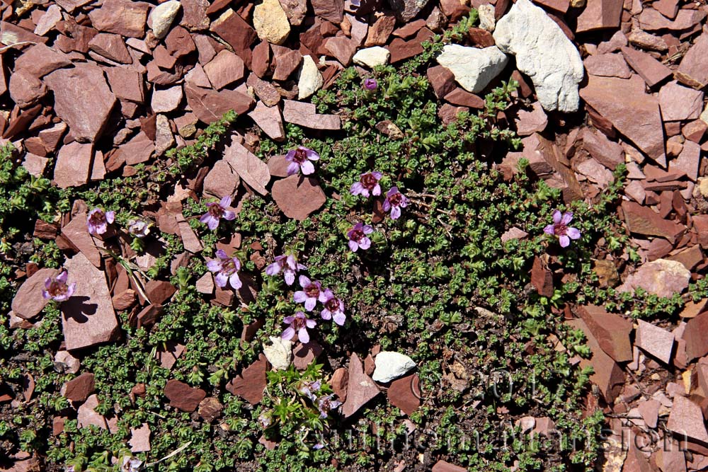 Saxifraga oppositifolia