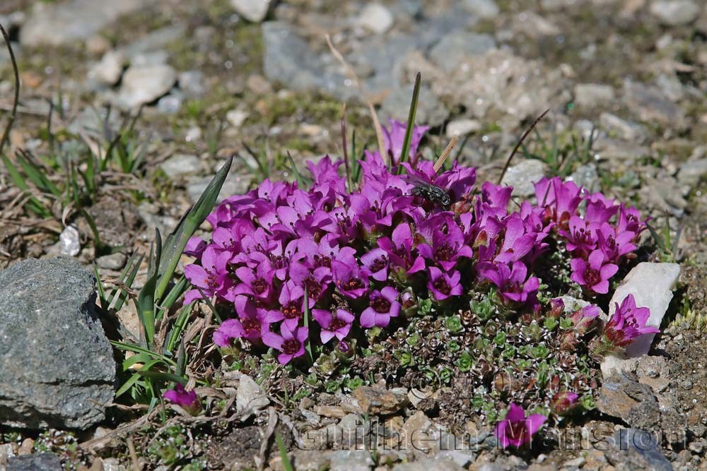 Saxifraga oppositifolia