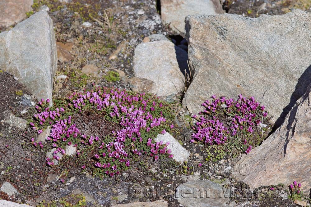 Saxifraga oppositifolia