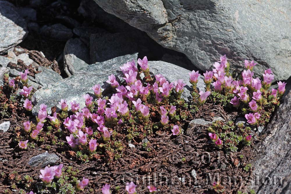 Saxifraga oppositifolia