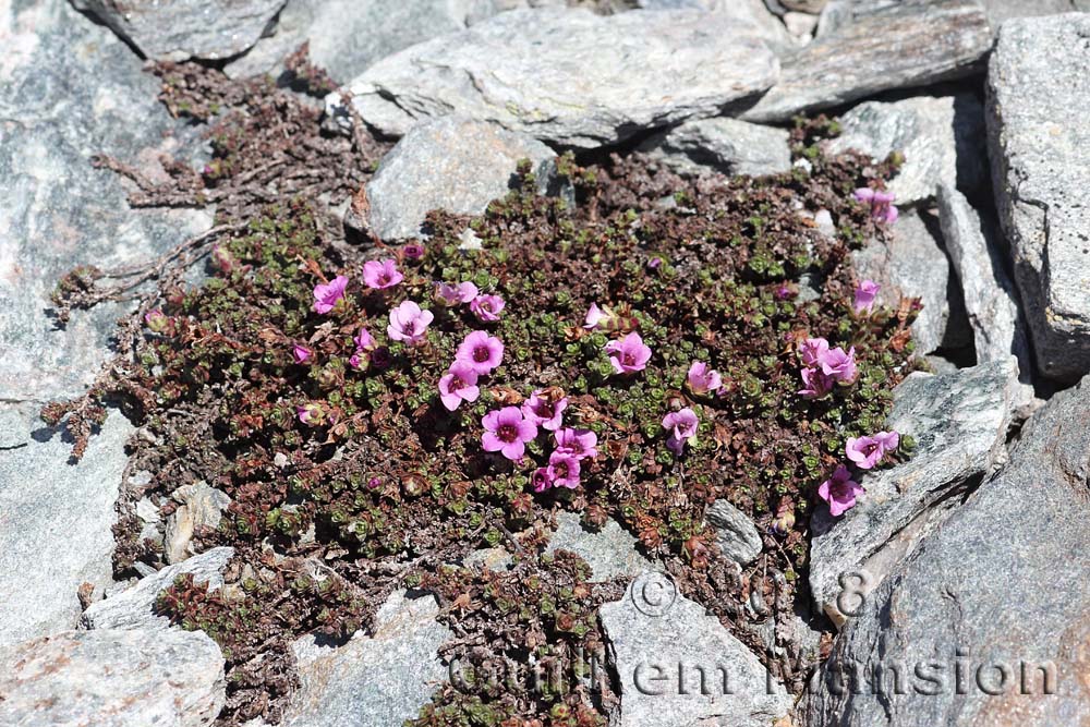 Saxifraga oppositifolia