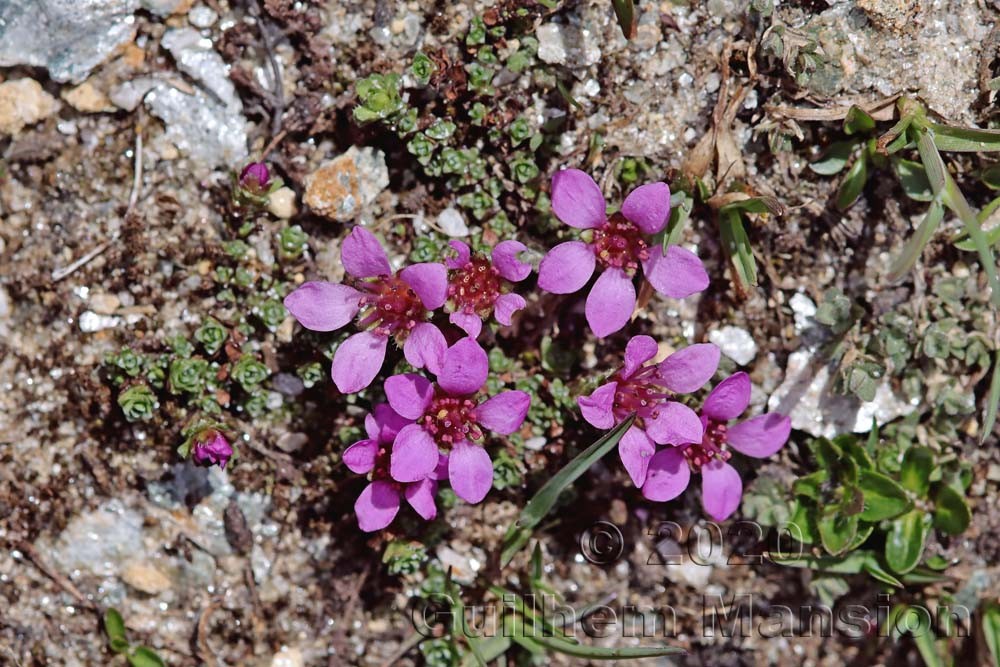 Saxifraga oppositifolia