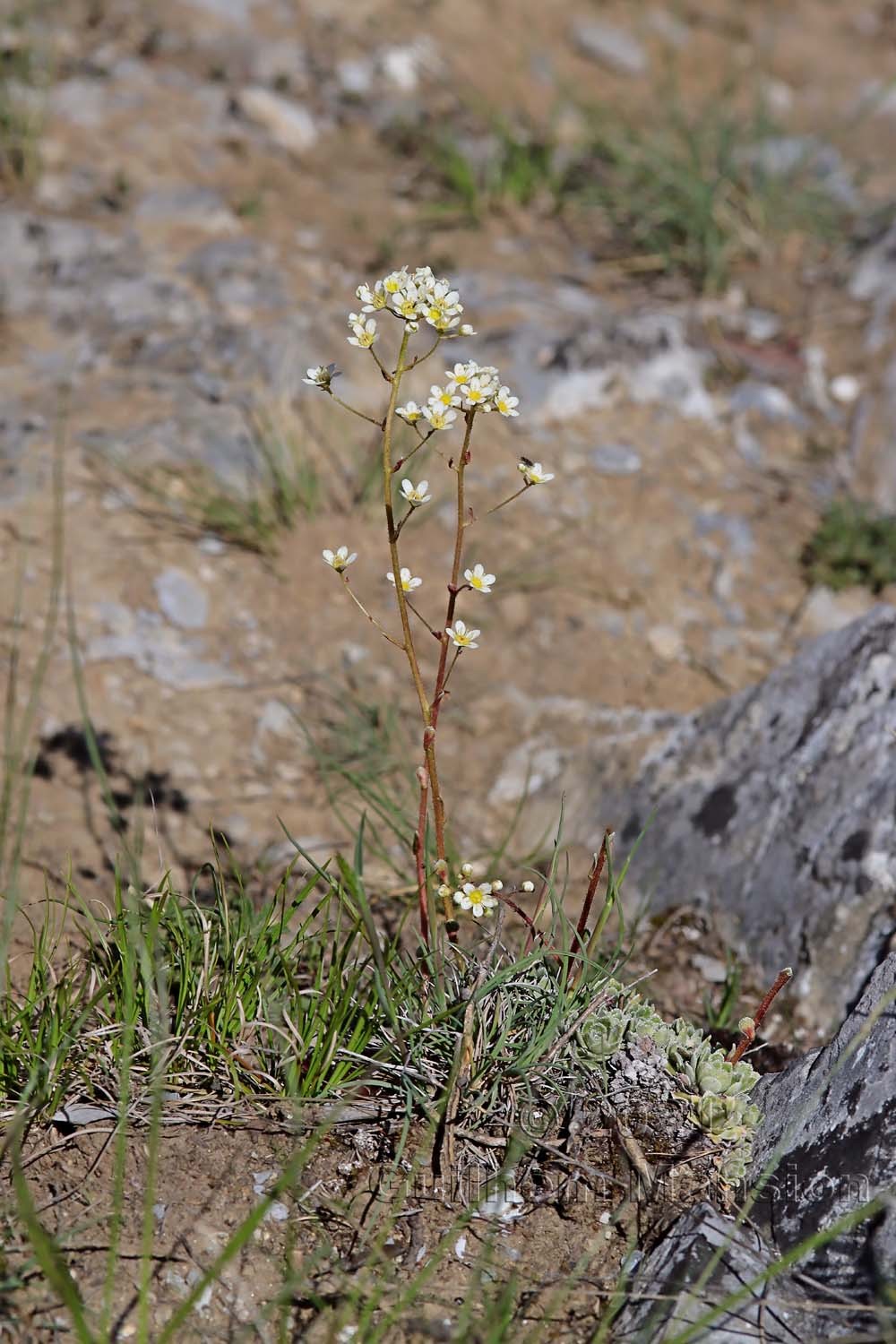 Saxifraga paniculala