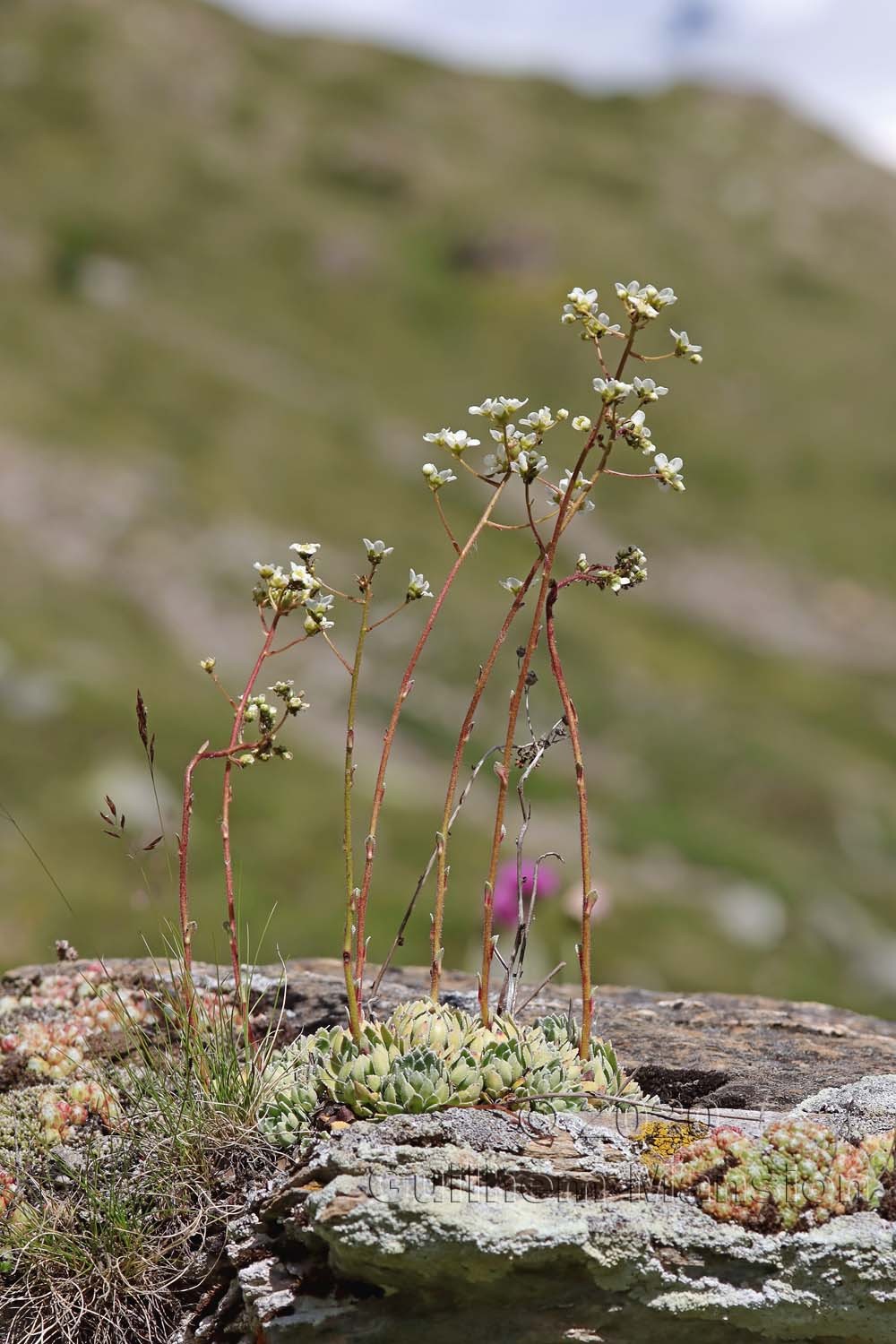 Saxifraga paniculata