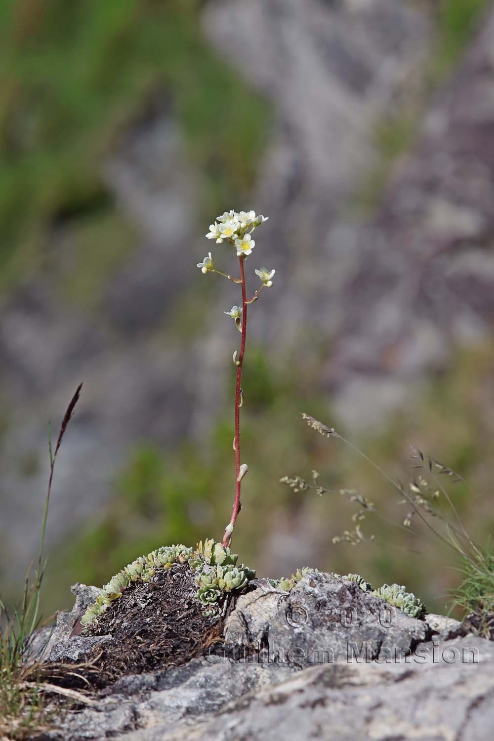 Saxifraga paniculata