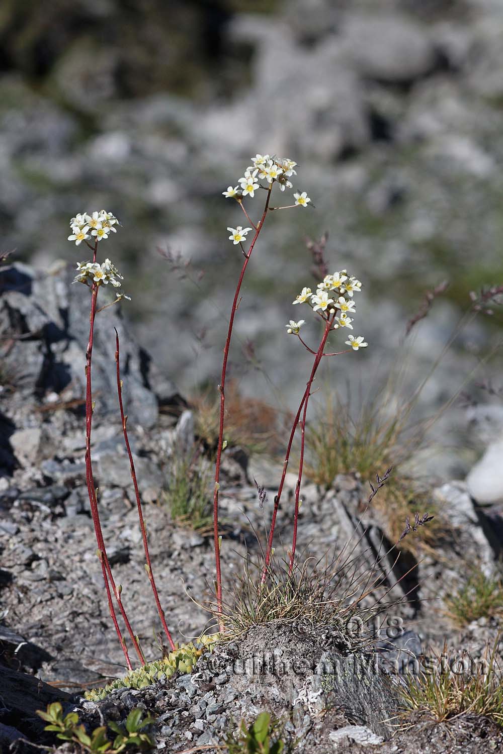 Saxifraga paniculata