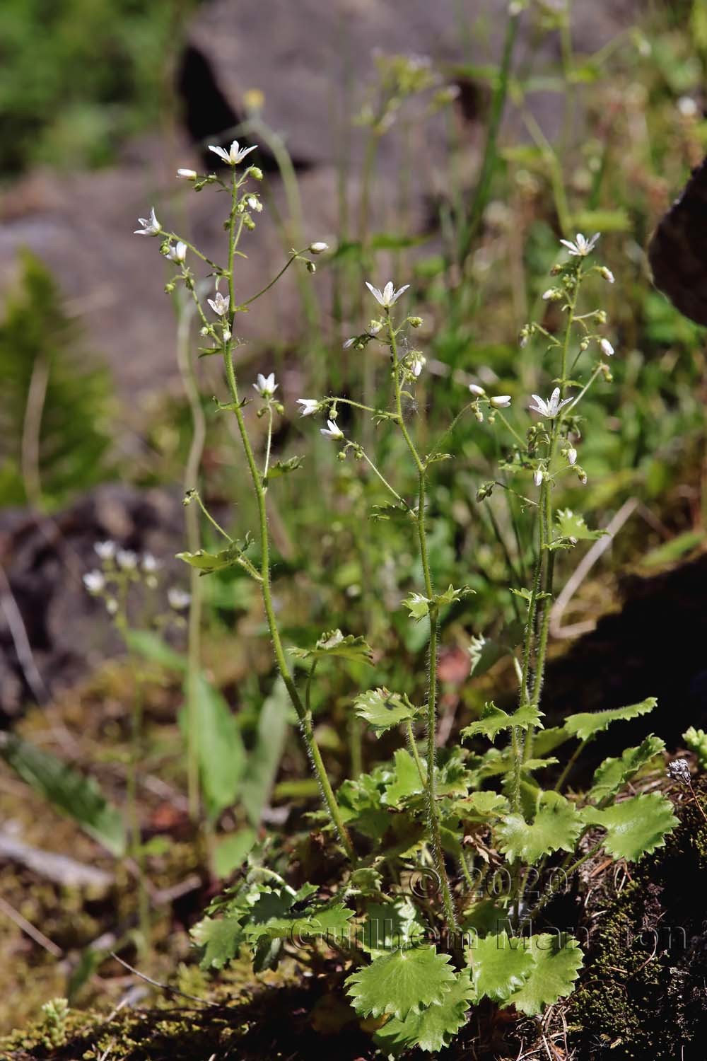 Saxifraga rotundifolia