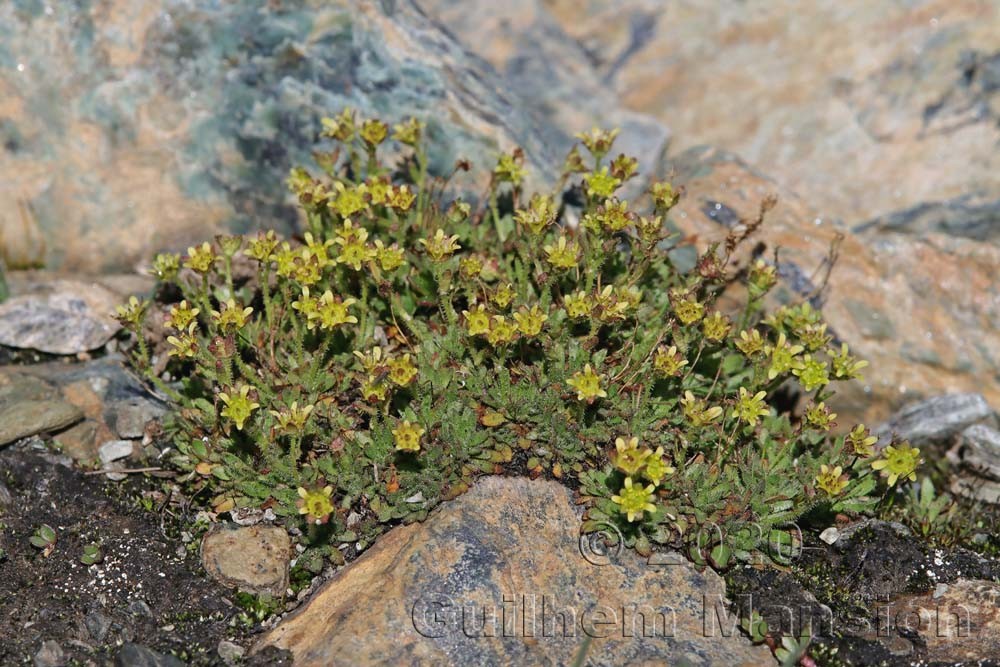 Saxifraga seguieri