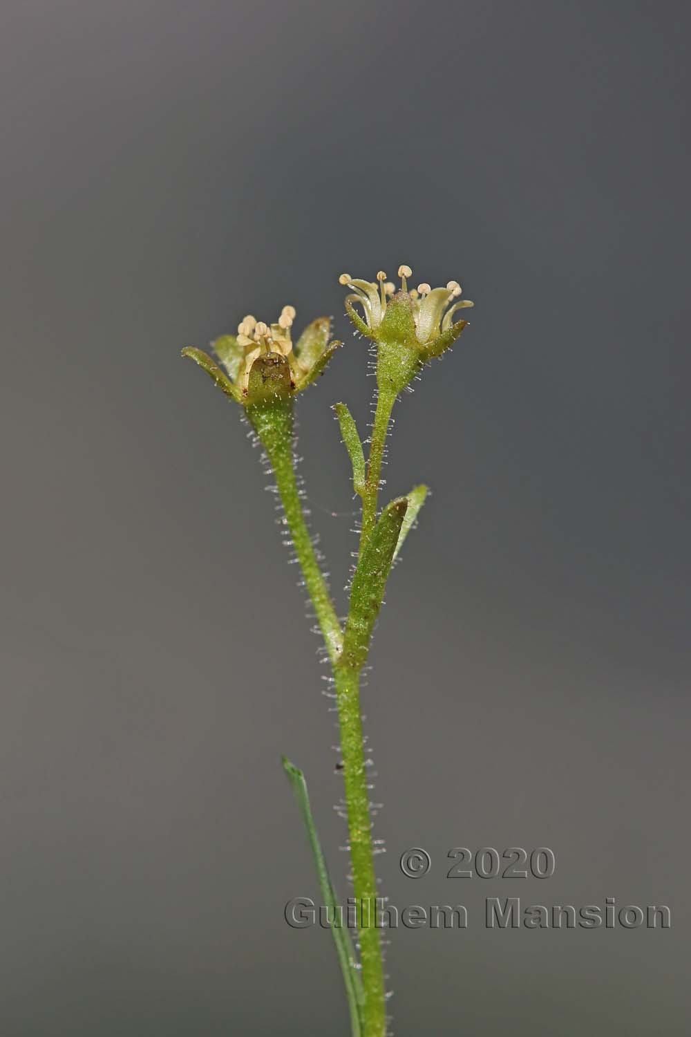 Saxifraga seguieri