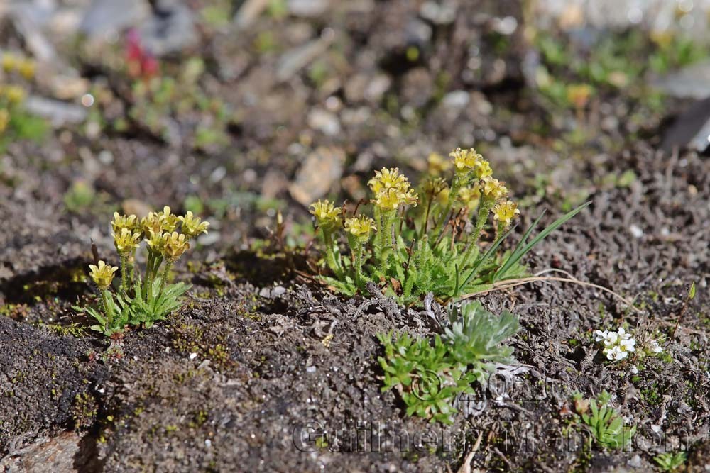 Saxifraga seguieri