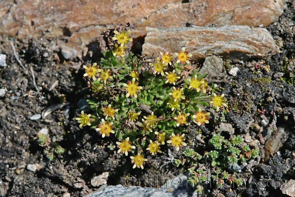 Saxifraga seguieri