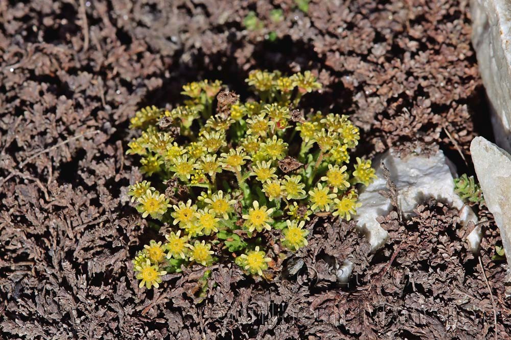 Saxifraga seguieri