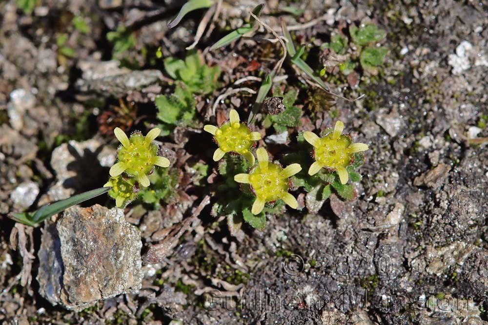 Saxifraga seguieri