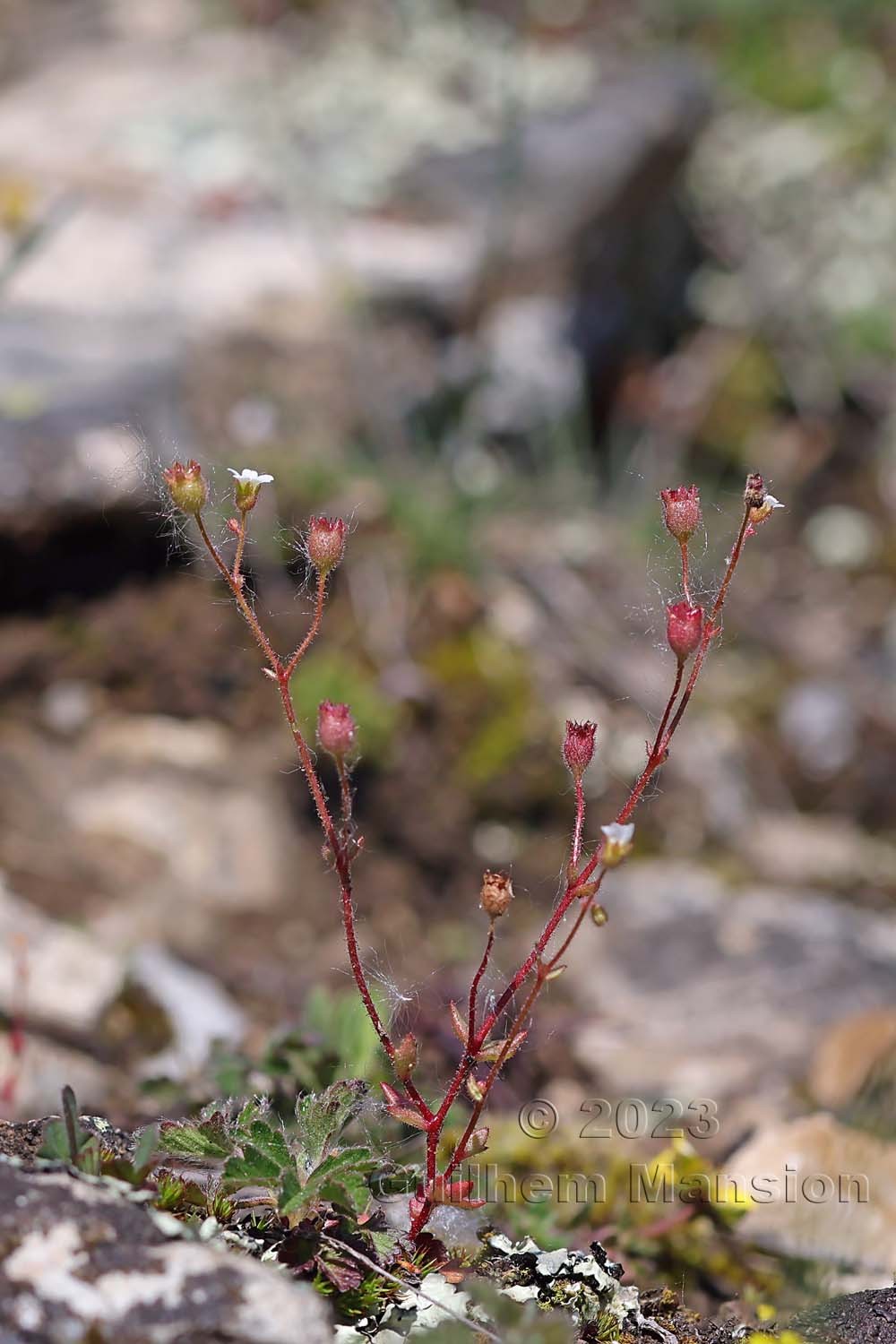 Saxifraga tridactylites