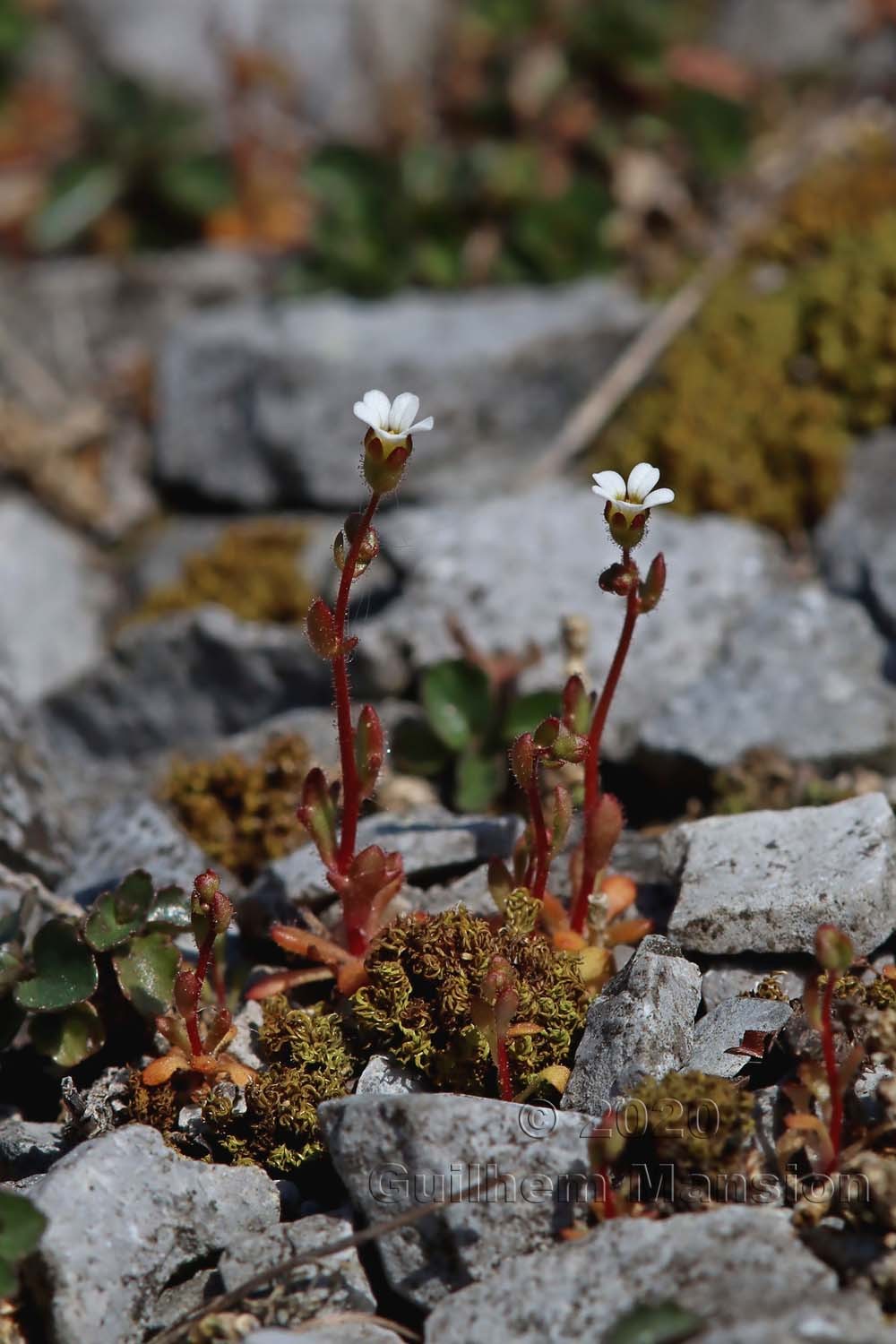 Saxifraga tridactylites