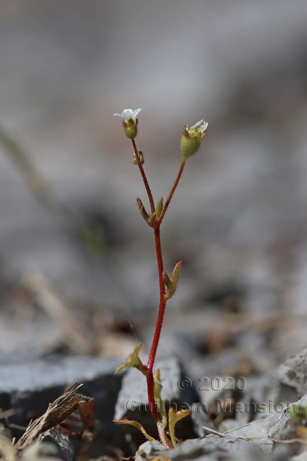 Saxifraga tridactylites