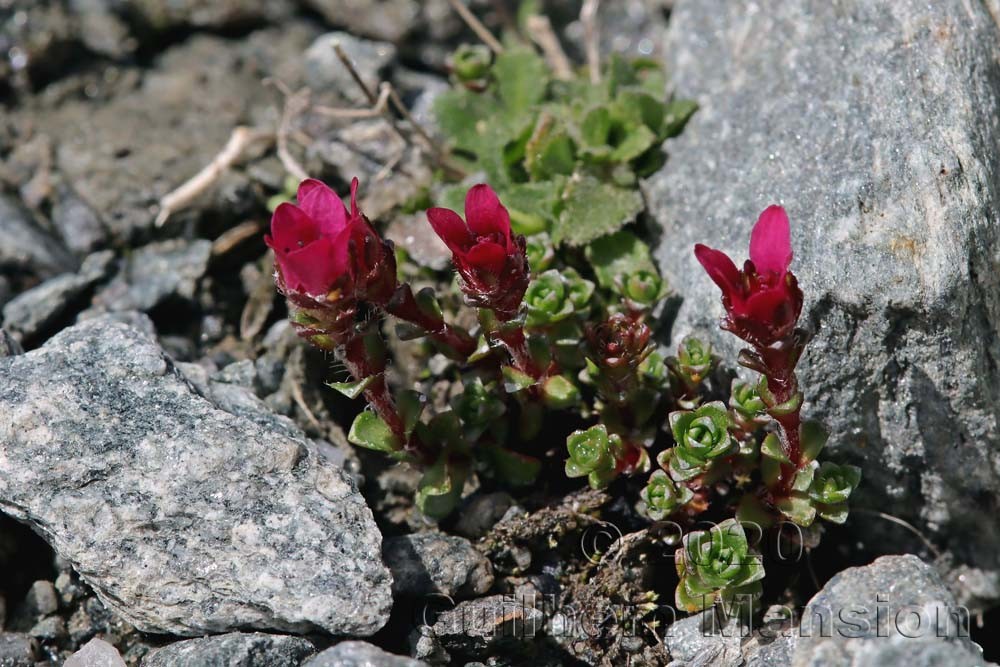 Saxifraga x kochii