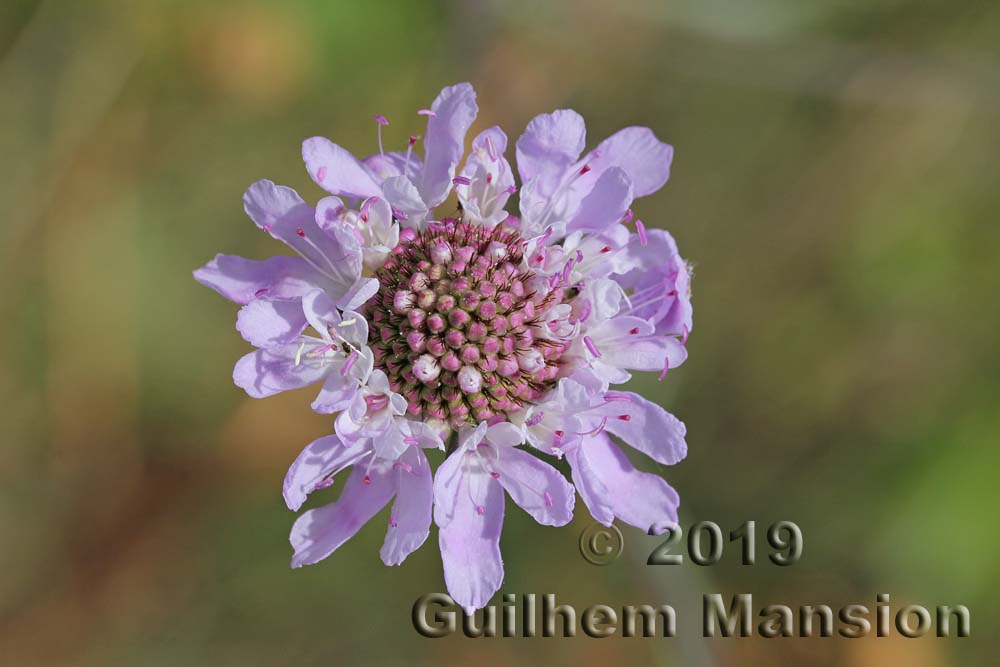 Scabiosa atropurpurea