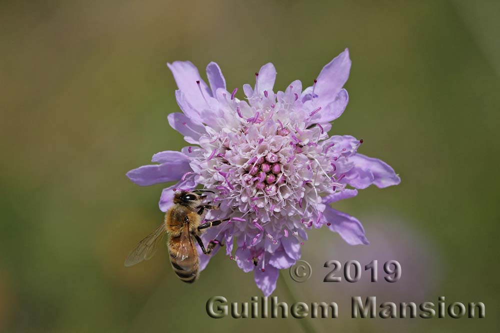 Scabiosa atropurpurea