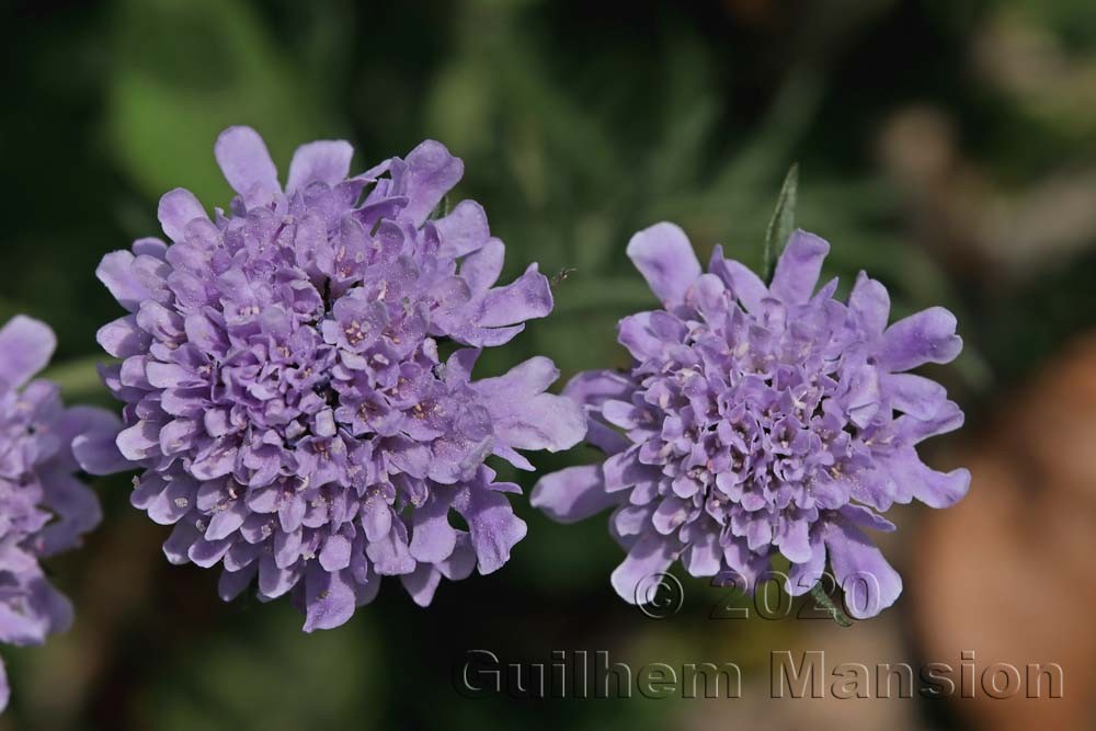 Scabiosa columbaria